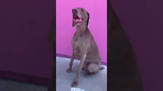 #animalshorts #dog #weimaraner #funnydogs #comedy #dogshorts