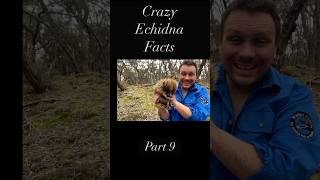 10 Things You Didn’t Know About The Echidna - Part 9 #echidna #wildlife #animals