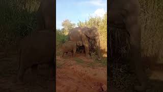 මෙි දෙන්නා දැකලා තියන අය ඉන්වද.. #elephant #animals #love #wildlife #elephantlove