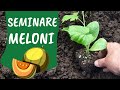 Seminare il MELONE nell'ORTO