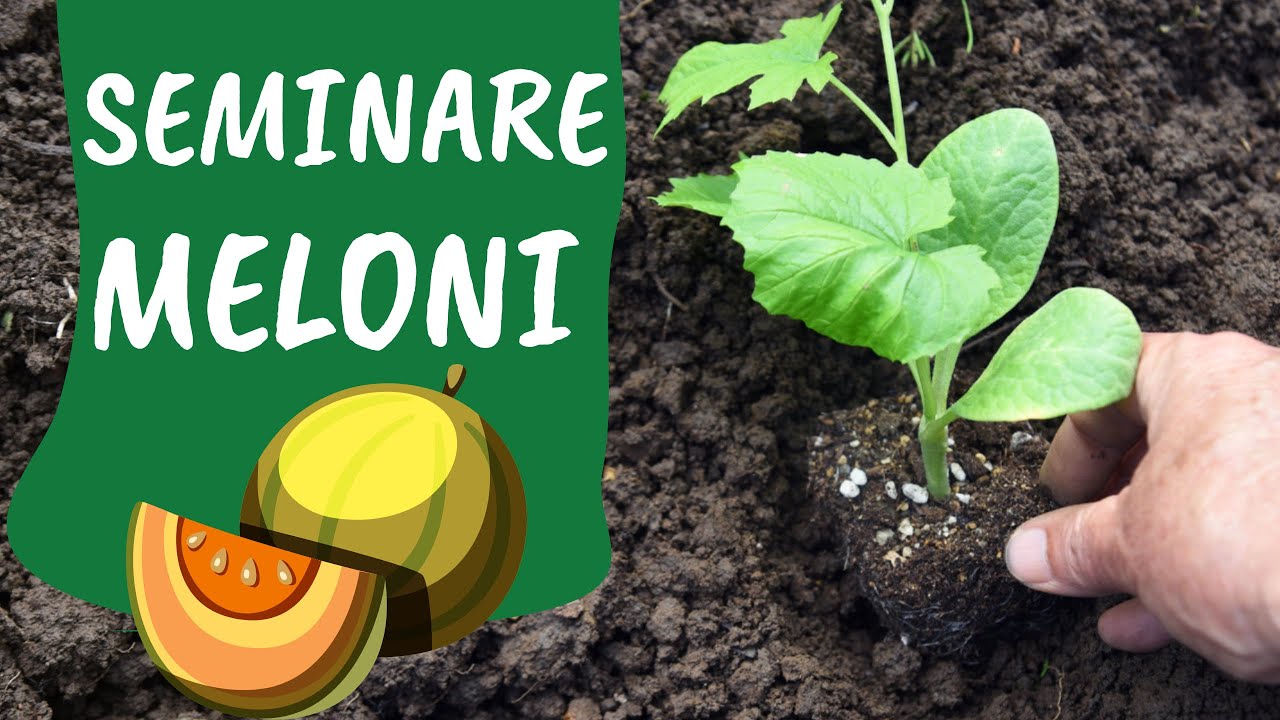 Seminare il MELONE nell'ORTO
