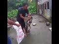 NGERI..!!ULAR TERBESAR MENGAMUK TADI PAGI..BIKIN MERINDING..#viral