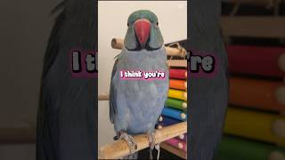 🥰#shorts #socute #cutepets #cuteparrotshorts #petsongs #indianringneck #petshorts #cutties