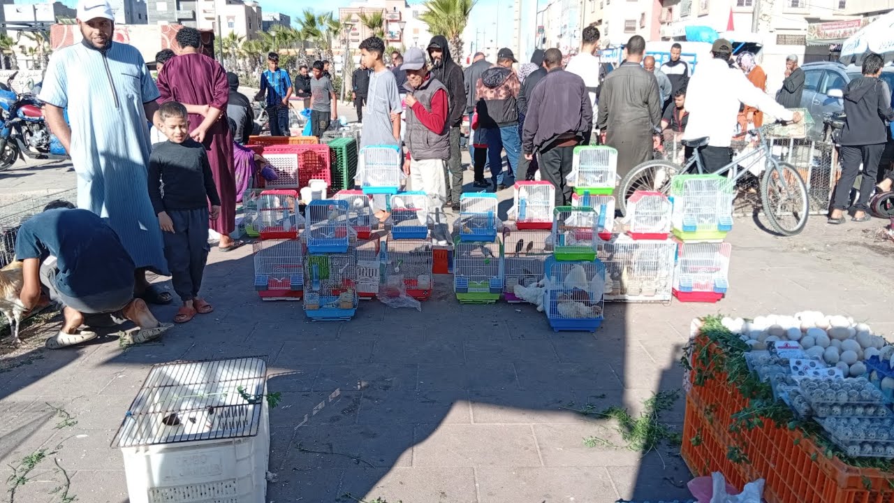 جولة في سوق طيور 🦜🦜 في مدينة داخلة 🇲🇦🇲🇦 يوم الأحد 28/12/2025