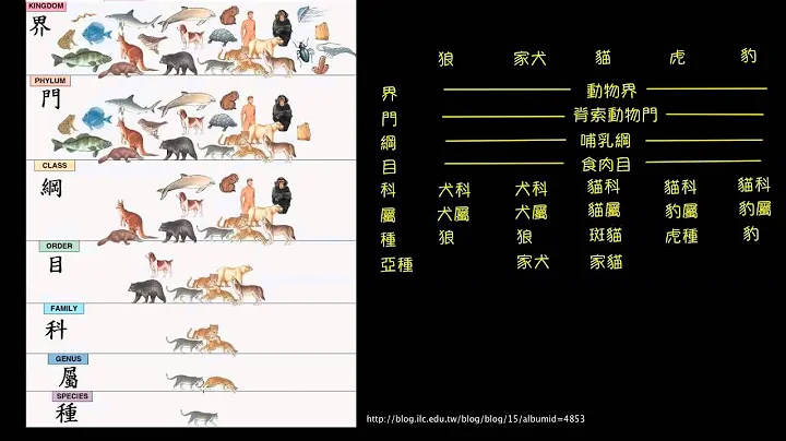 生物的分類階層 - 天天要聞