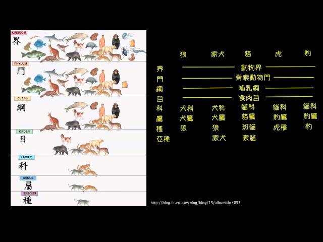 生物的分類階層 Youtube 生物的分類階層 Youtube