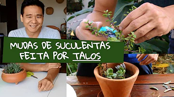 Como plantar suculenta pelo galho?