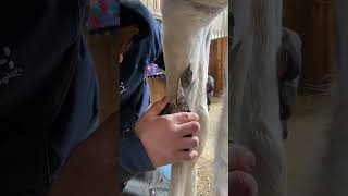 Farrier trimming horse chestnut so satisfying oddlysatisfying