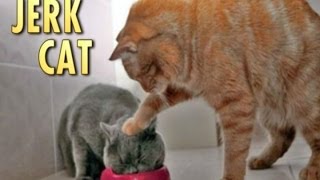 Jerk Cat The Song - Epic Compilation by Animal Songs 204,034 views 10 years ago 2 minutes, 7 seconds