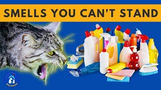 10 SMELLS that CATS HATE 🐱❌ They can't stand them!