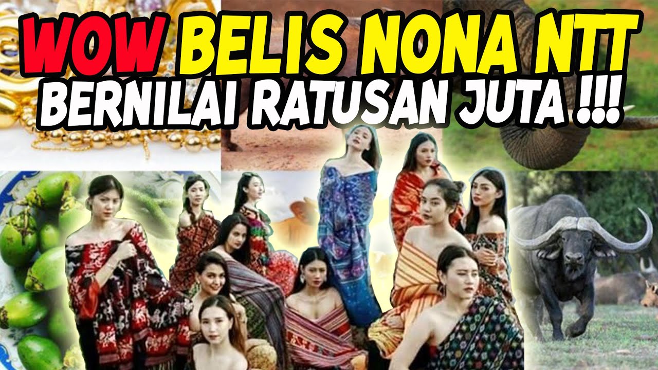 3 BELIS TERMAHAL NONA NTT BERNILAI RATUSAN JUTA RUPIAH ‼️