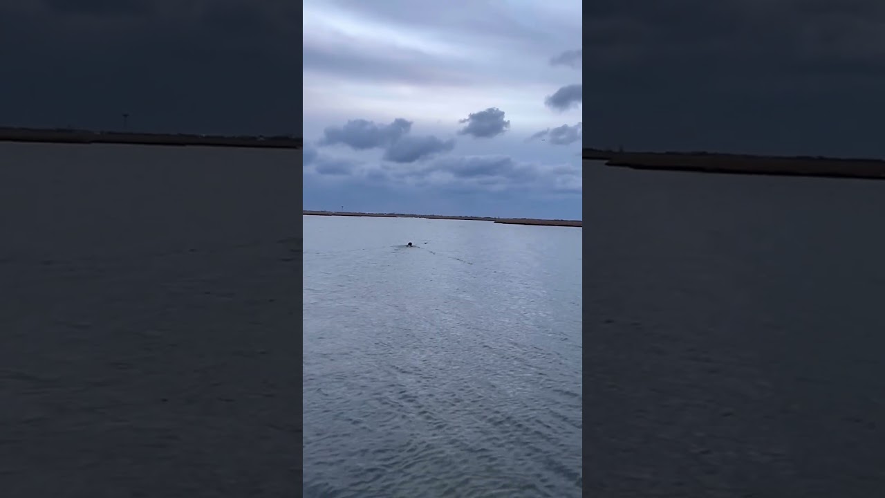 Solo Duck Hunt water retrieve  