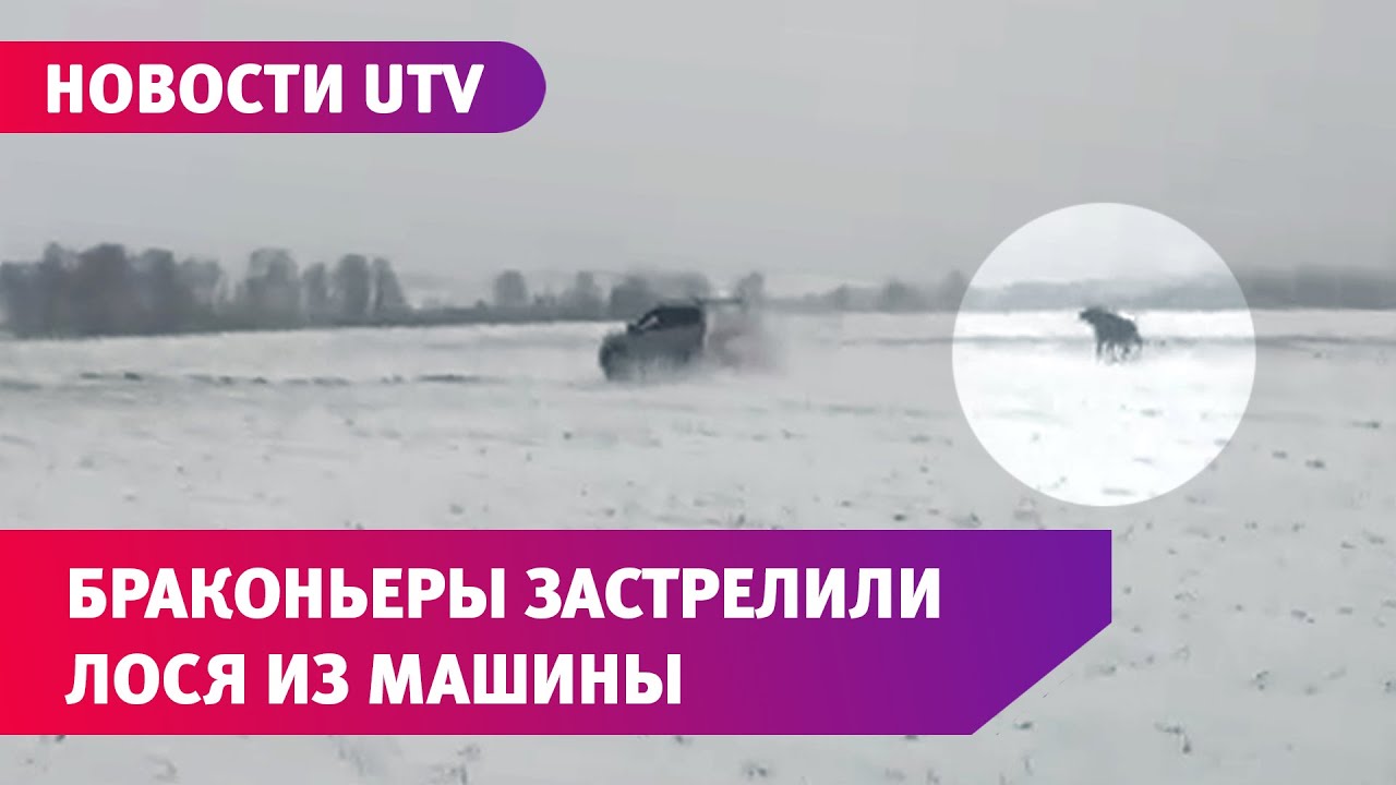Лось атакует машину