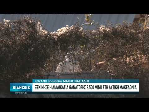 Άρχισε η θανάτωση των μινκ στην Κοζάνη (video)