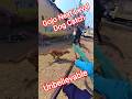 Gojo Next Level Dog Catch #dog #gojo #next #streetdogplanet44 #short #ytshortsindia