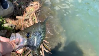 Catching Crappie SLABS | NONSTOP ACTION  on the CRAPPIE JIGS| Fishing at Lake Oswego, Oregon