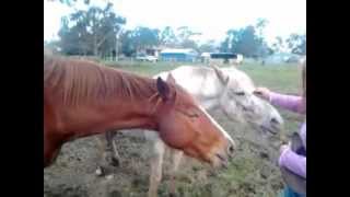 Trick Horse and Trick Pony. Nodding head yes and shaking head no