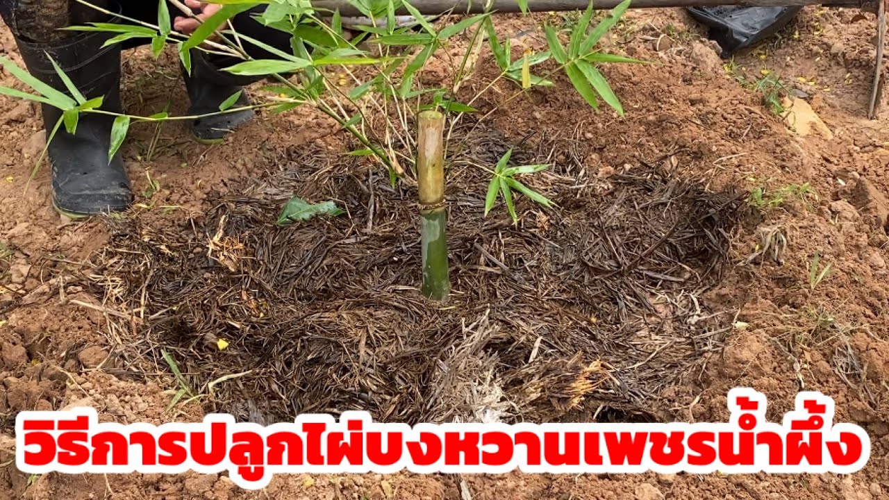 วิธีการปลูกไผ่บงหวานเพชรน้ำผึ้ง สวนเกษตรเพชรมงคล มหาสารคาม เบอร์ติดต่อ 099-9396130 เจ้าของสวน