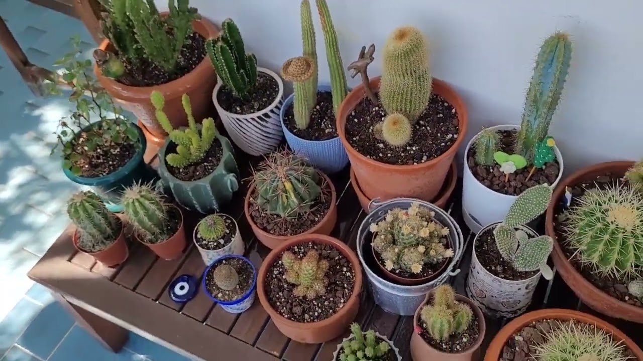 Mantar ve Külleme hastalığına karşı kaktüslerin ilaçlanması. #kaktüs #cactus #succulent #ziraiilaç