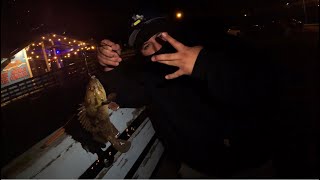 Night Fishing Morro Bay T - Pier April, 2025 #fishing #howtofish #fishingtips #explore