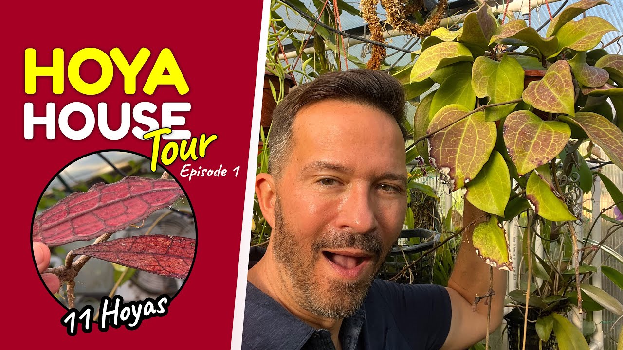 Hoya House 001 11 Hoyas with cool foliage and some in bloom. Let's