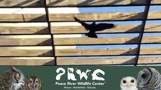 American Crow Test Flight before releasing back to the Wild #Crow #AmericanCrow #WildlifeRescue