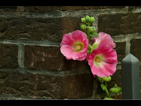 Video: Hollyhock Bitki Baxımı - Hollyhocks Necə Yetişdirilir