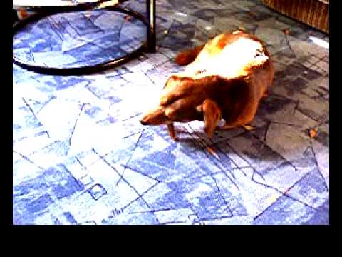DSCF0015.AVI