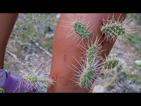 Sneaky Jumping Cholla. Cactus Attack!