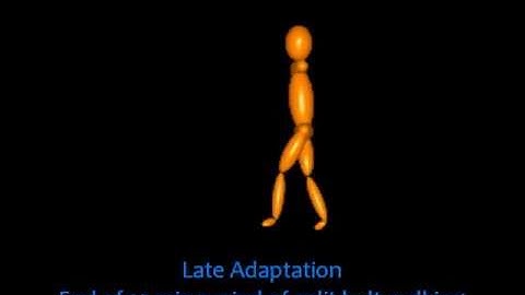 Split-belt Treadmill Adaptation