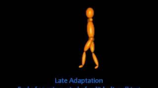 Split-belt Treadmill Adaptation