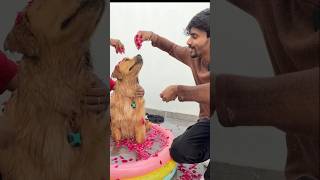 Crazy pool challenge 😂  😂 #shorts Reo #funny #dogs #viral  #trendingshorts...