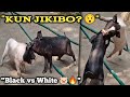 "Piglet Fight Full Story 😲 Who Wins?"