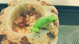 American Green Tree Frog Feeding Time