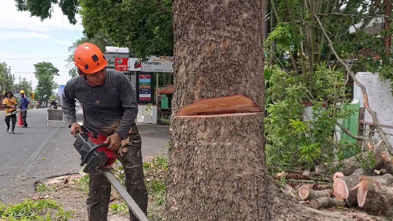 Emergency..Tree on the side of the highway almost fell down - YouTube