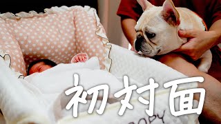 【赤ちゃんと犬】赤ちゃんと初対面するフレブルの反応が可愛い【フレブル フレンチブルドッグ】