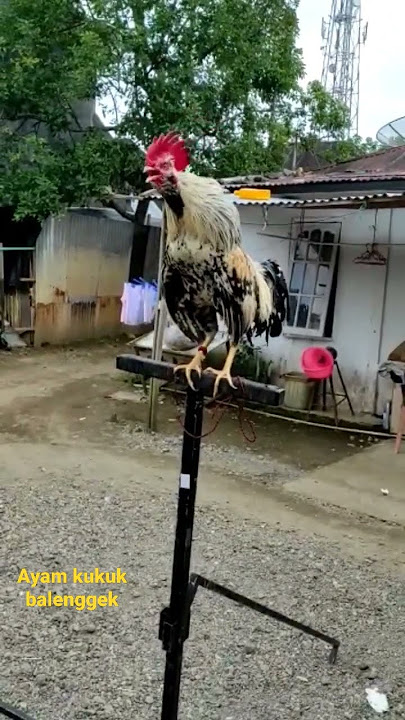 ayam kukuk balenggek