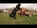 ФАРАОН ПРАЦЮЄ/ЖЕРЕБЕЦЬ НА ПАРОВКУ/stallion Percheron/horses in Ukraine/animals video