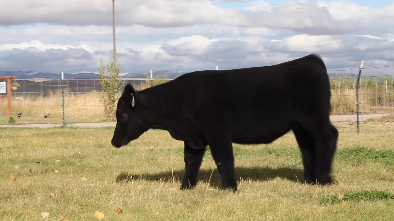 Hat Ranch Show Cattle Tag 489