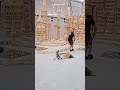 how this little kid broke the dominoes house