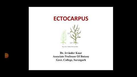 Ectocarpus Part 1......occurance,structure and growth.     B.Sc part 1 ...Botany lecture