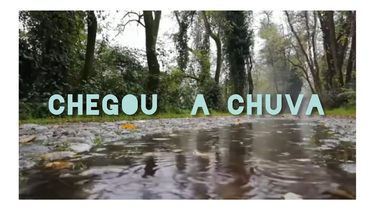  Capim para as  vacas 🐄 🐄 🌧 #Chuvas  #canal Sonho de Roça 