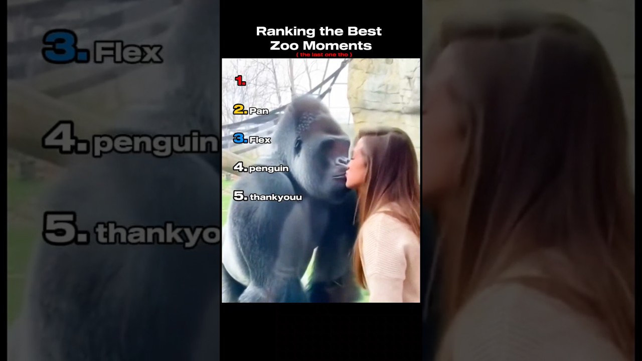 Ranking the Best Zoo Moments 