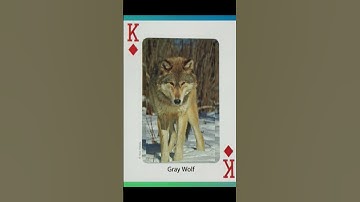 Beginner Lessons (36) What is a psychic bid in bridge game?