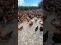 Free-Range Chickens Enter Their Shining Moment#FreeRangeChicken #RuralLife #FarmLife
