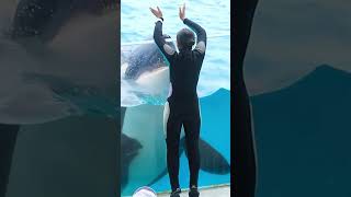 アクリル前のラン可愛すぎ♥ #Shorts #鴨川シーワールド #シャチ #Kamogawaseaworld #Orca #Killerwhale
