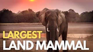 Elephants Are Largest Land Mammals! | All About Elephants