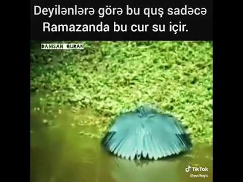 Deyilenlere göre bu quş sadece ramazanda ayinda bele su içir