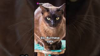 Top 10 Purrfect Facts about Burmese Cats