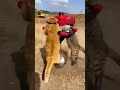 "¡2 GATOS con una MÁQUINA LOCA! Lo que pasa después es CAOS TOTAL 😂💥🐱🐱"